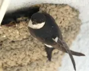 House Martins Return to Norfolk Street After 20-Year Absence