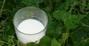 Households Urged to Pour Milk in Garden in June to Fight Plant Diseases