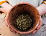 Houseplant Hacks: Does Gravel at Bottom of Pots Improve Drainage?