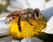 How Big Agriculture Pushes Bees to the Brink and Threatens Our Food System