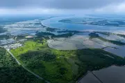 How Global Shrimp Demand Is Destroying Ecuador's Mangroves
