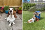 How I Keep My Dog Cool and Happy During a Heatwave: Essential Tips and Products