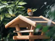 How to Attract Robins to Your Garden: Open-Fronted Bird Boxes Key