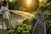 How to Garden in a Heatwave: Tips for Thriving Plants