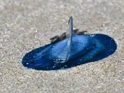Hundreds of Blue Alien Jellyfish Wash Up on Welsh Beaches in Rare 'Blue Tide'