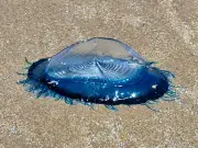 Hundreds of Electric Blue Sea Creatures Wash Up on Welsh Beaches in 'Blue Tide'