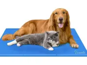 Hundreds of Pet Owners Buy Cooling Mat for UK Heatwave