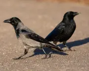 Hybrid Crows in Germany: Hooded and Carrion Interbreed Successfully