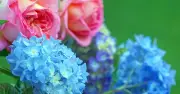 Hydrangeas and Roses Need Extra Watering During Heatwave: Expert Tips