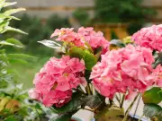 Hydrangeas Will Flourish With These 3 Companion Plants