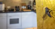 I Eliminated Fly Infestations Completely with a Simple 30-Second Daily Task