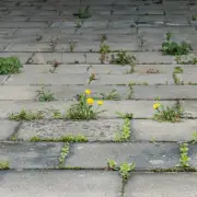 I Tested 2 Cheap Household Items to Kill Garden Weeds — One Method Worked Best
