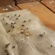 I tried a 5p fruit fly hack and saw no flies after one day
