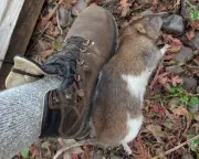 In New Zealand, a Rat Sighting Triggers Urgent Pest Control Response