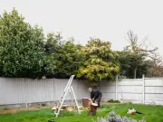 Insurance Expert: Who Pays When Neighbour's Tree Damages Your Home?
