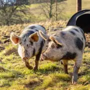 International Working Animal Day: Find 10 Hidden Animals in Brain Teaser