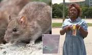 IRS Office in Georgia Plagued by Rat Infestation, Employee Resigns