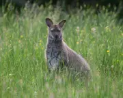 Isle of Man's Red-Necked Wallabies: Cute but Costly Invasive Species