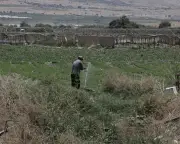 Israeli Settler Produce Sold to Europe as Israeli, Investigation Finds