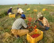 Italy Migrant Farm Worker Burned Alive in Car Attack Sparks Outrage