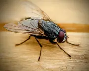 I've Always Hated Houseflies – But Maybe I Misjudged Them