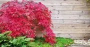 Japanese Acers Turn Vibrant Red With One Soil Addition Now