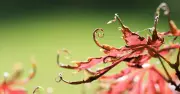 Japanese Maples Thrive in Summer with One Key Soil Addition