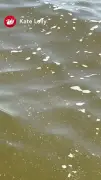 Jellyfish Spotted at Formby Beach: Swimmers Warned to Be Vigilant