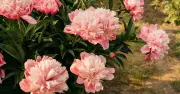 June Peony Care: Watering Tips for More Beautiful Summer Blooms
