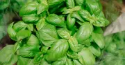 Keep Basil, Rosemary and Parsley Fresh for Weeks with Easy Storage Method