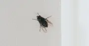 Keep Flies Away From Your Home With Lemon and Cloves Hack