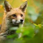 Keep Foxes Out of Your Garden with Common Kitchen Spice