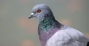 Keep Pigeons Away from Bird Feeders with Simple Garden Pinwheel Hack