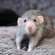 Keep Rats Away for Good with £1 Kitchen Staple Natural Repellent