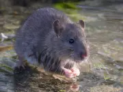 Keep Rats Away from Your Garden with 22p Supermarket Item
