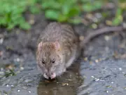 Keep Rats Away This Summer with £1 Natural Kitchen Item