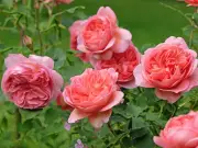 Keep Roses Black Spot-Free All Summer with This Kitchen Staple