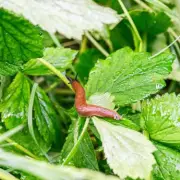 Keep Slugs Away from Gardens with a Simple 21p Ingredient