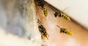 Keep Wasps Away from Your Garden with 70p Cucumber Peels Trick