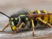Keep Wasps Away This Summer with 69p Cucumber Peels They 'Hate'