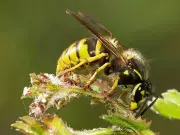 Keep Wasps Away This Summer with a 10p Household Item Trick