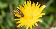 Keep Wasps Out of Your Garden This Summer with 69p Supermarket Item They 'Hate'
