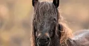 Keir Starmer Urged to Protect Dartmoor Ponies from Mass Cull Fears