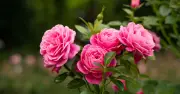 Key Step Gardeners Miss When Deadheading Roses for More Blooms