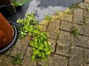 Kill Garden Weeds Instantly with Salt and Boiling Water Trick