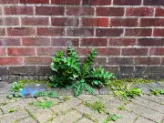Kill Garden Weeds Naturally with Cheap Kitchen Ingredients