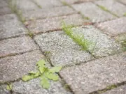 Kill Patio Weeds Overnight with This Natural Salt Solution