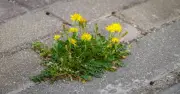 Kill Weeds Instantly with Salt and Boiling Water: 2 Common Kitchen Items