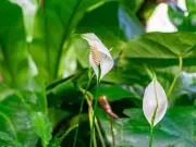 Kitchen Scrap Makes Peace Lilies Thrive with Beautiful Blooms