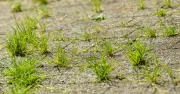 Kitchen Staple Kills Patio Weeds Overnight Naturally Expert Says